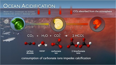 Oceans in Crisis—Ocean Acidification | SciJourner